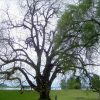 black-walnut-trees2-roots-evil-ascending_the_giants-wikimedia_commons